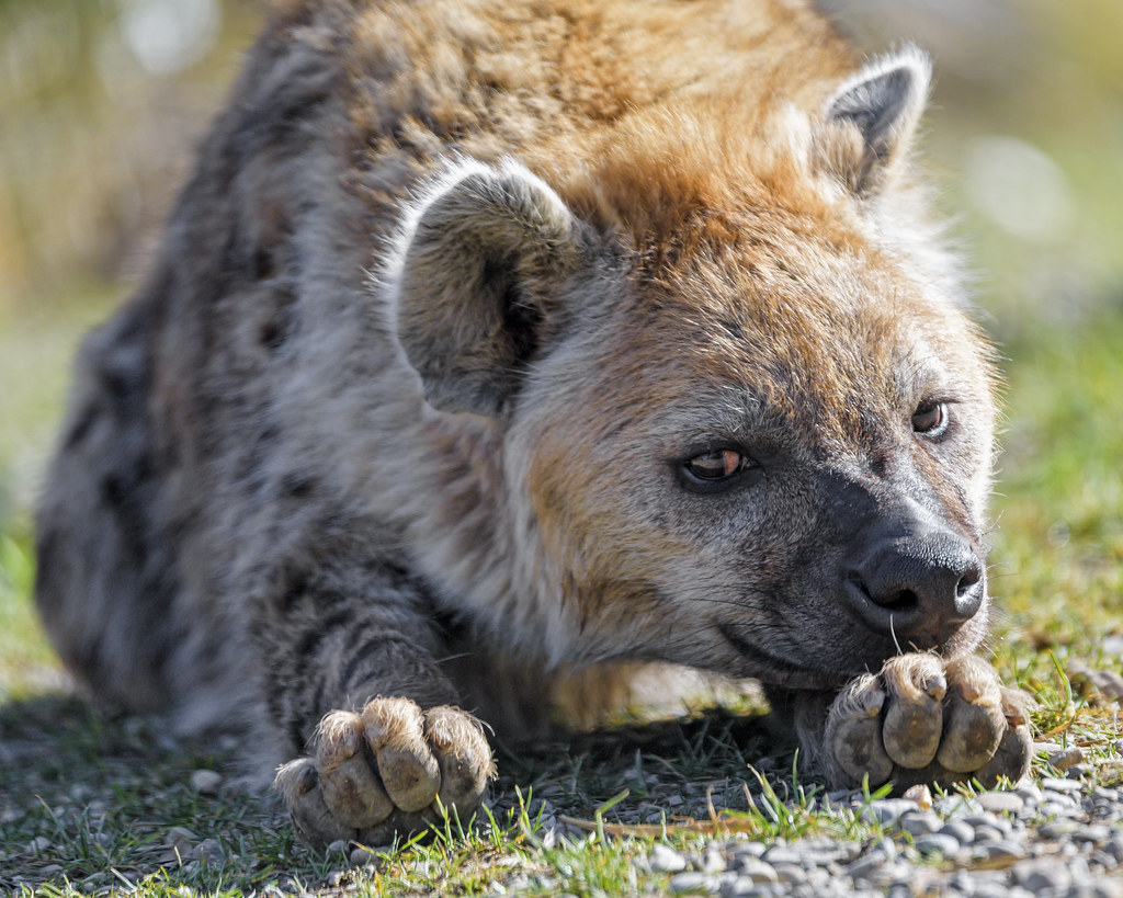 Hyena skvrnitá
