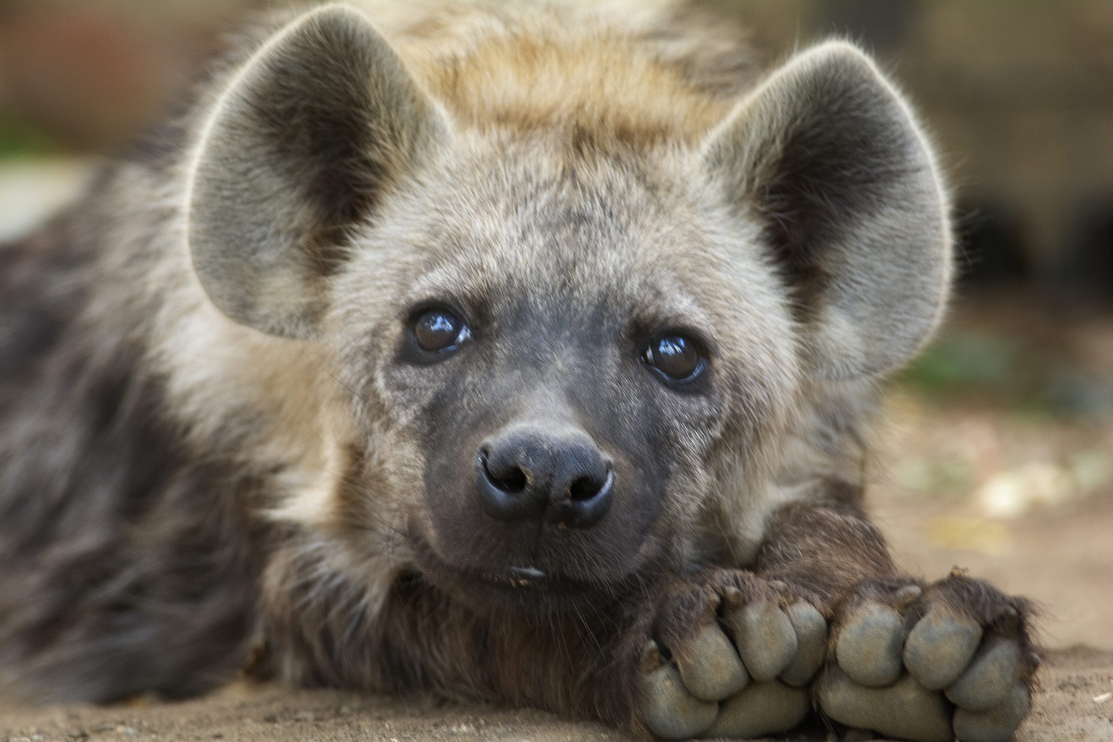 Ležící hyena