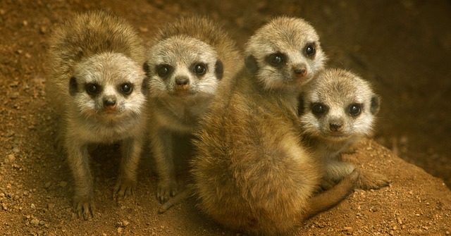 malé surikaty