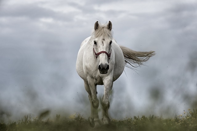 bílý kůň.jpg